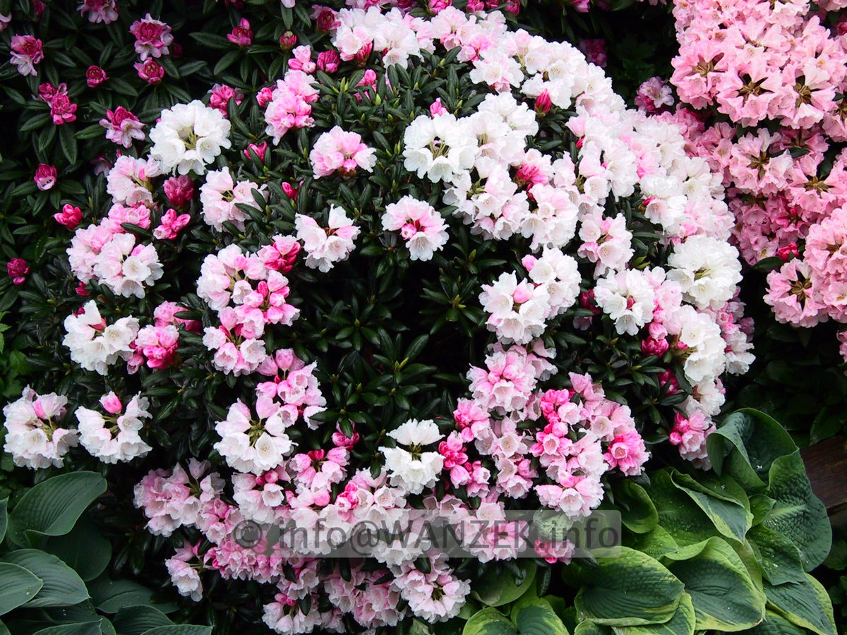 Rhododendron yakushimanum FCC 05.JPG